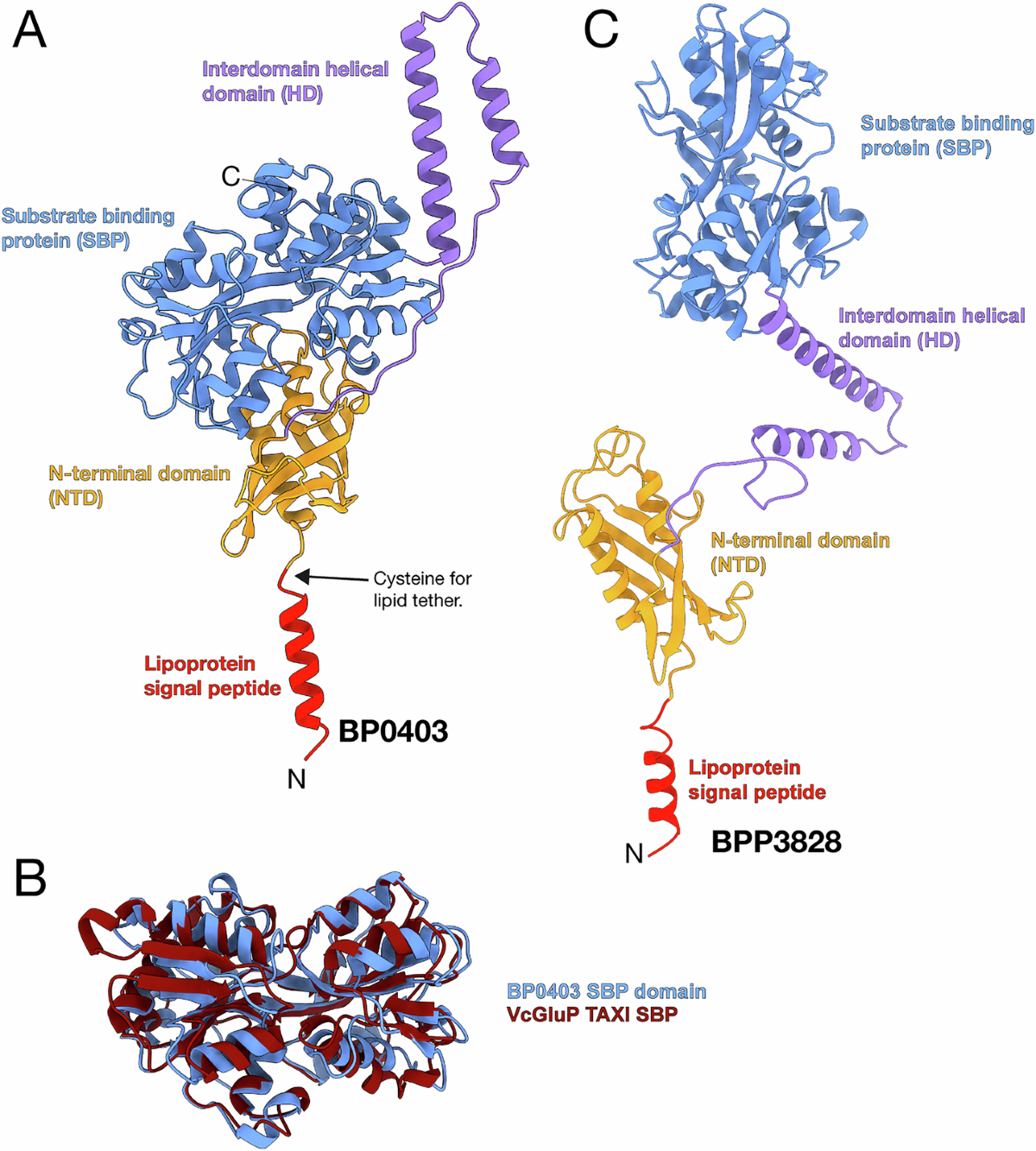 A new class of binding-protein dependent solute transporter exemplified by  the TAXI-GltS system from Bordetella pertussis | Communications Biology