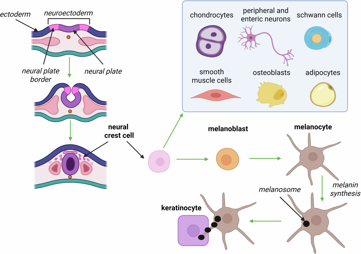 Natural protection against oxidative stress in human skin melanocytes