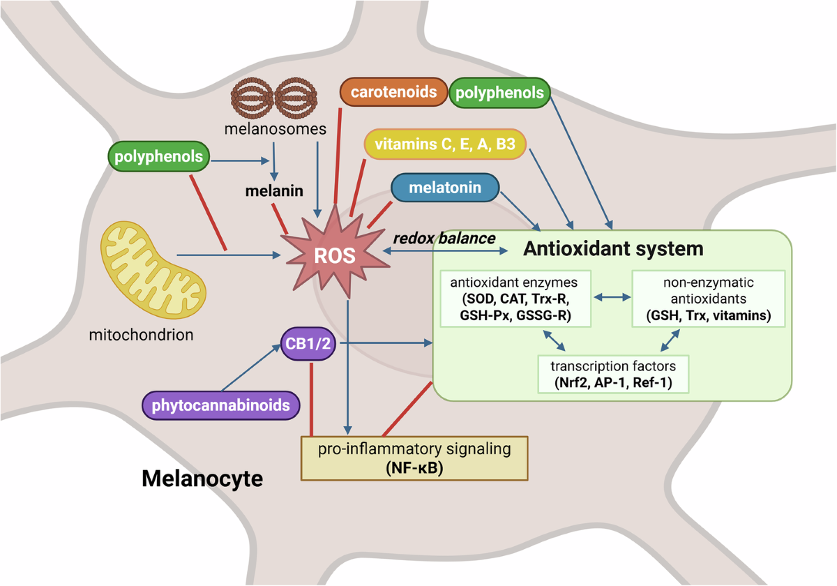 melanotan 2 melanocyte overproduction Natural protection against oxidative stress in human skin melanocytes