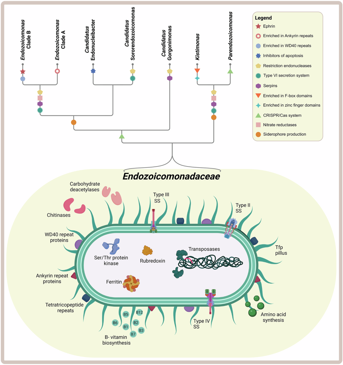 A genomic view of the bacterial family Endozoicomonadaceae in marine  symbioses | Communications Biology