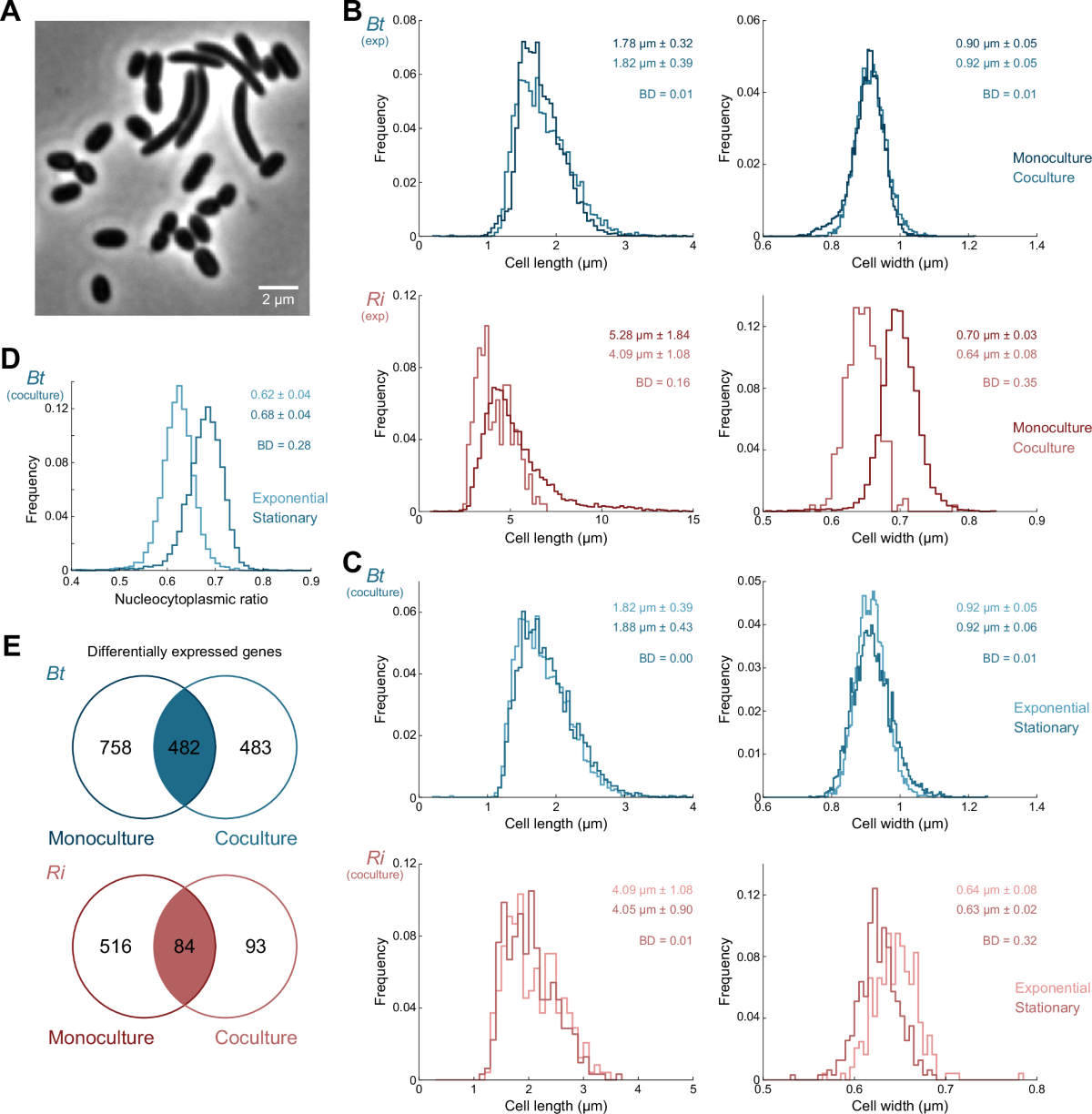 Growth stage and interspecies interactions shape the cell biology and cell  cycle characteristics of human gut bacteria Bacteroides thetaiotaomicron  and Roseburia intestinalis | Communications Biology