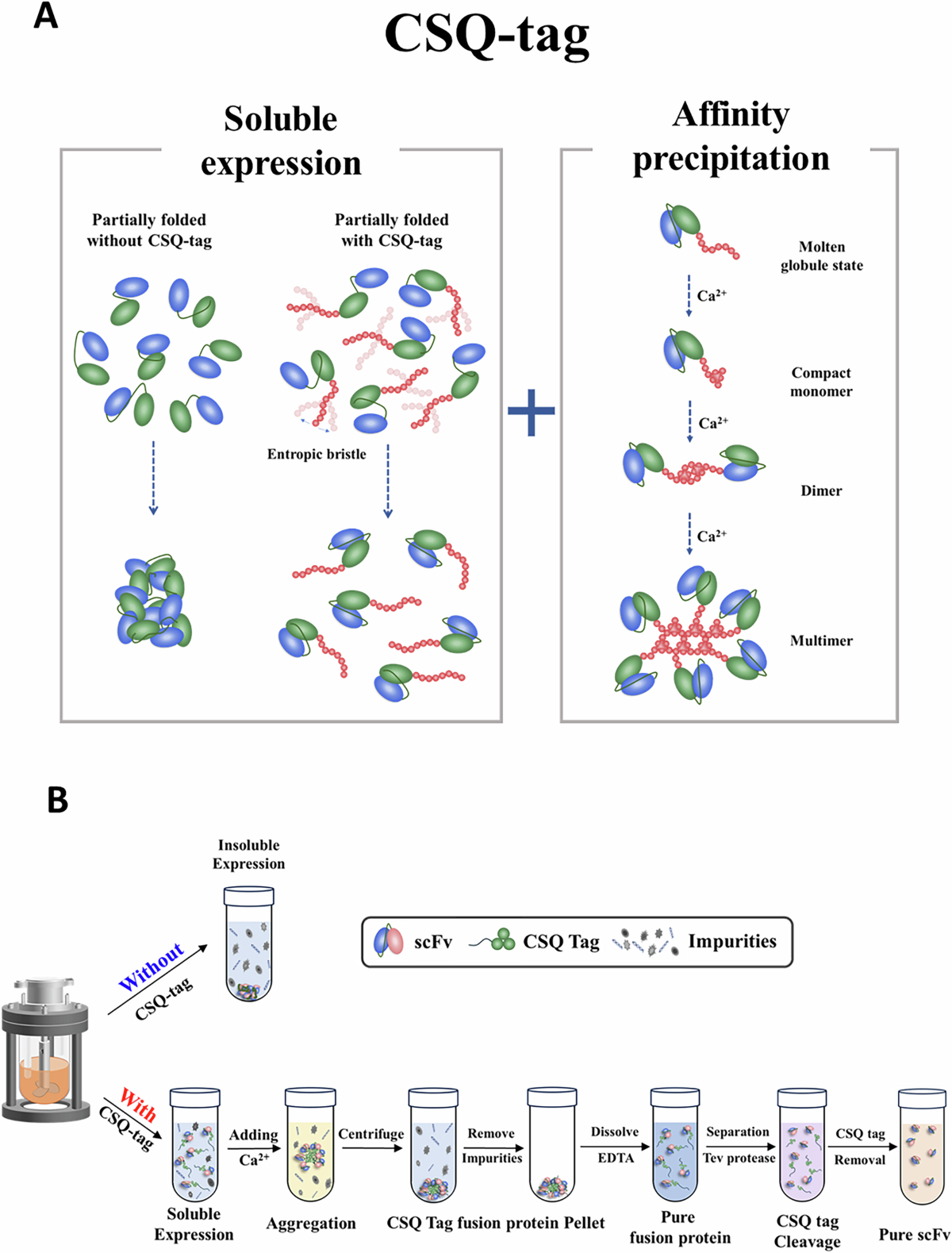 larger fusion tags such as glutathione s-transferase or maltose-binding protein Two-in-one tag enables the soluble expression and calcium-dependent purification of single-chain antibody fragments Benefits of Egg Yolks