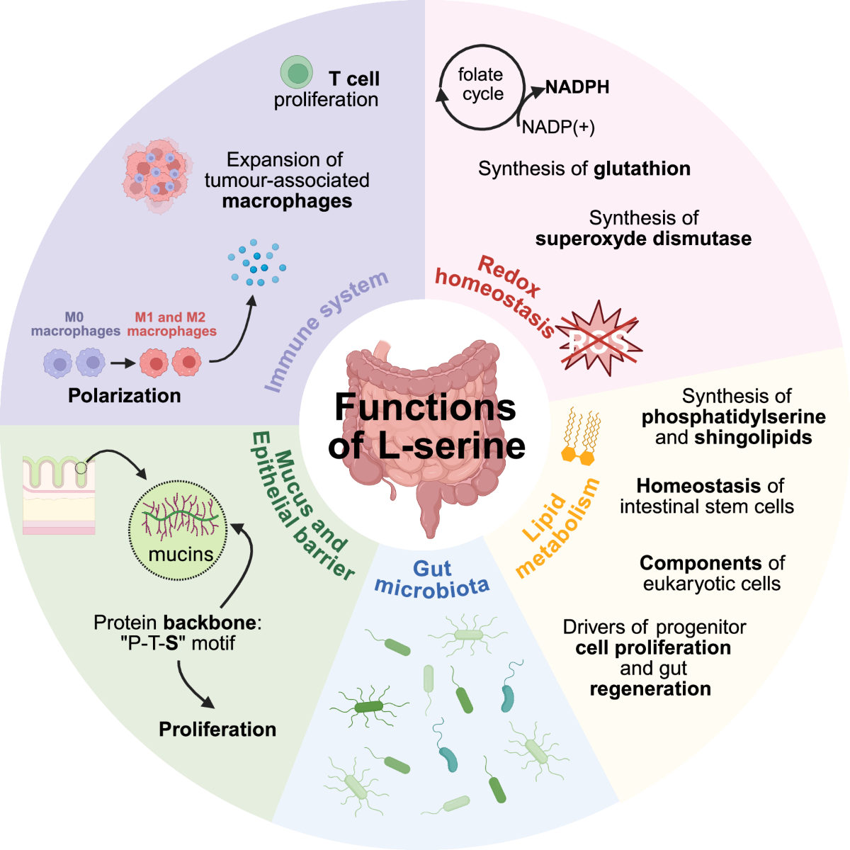 L-serine at the crossroads of microbiota, intestinal health, and disorders