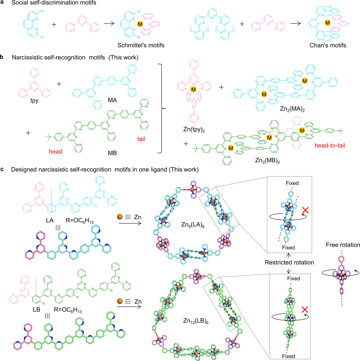 Designing narcissistic self-sorting terpyridine moieties with high  coordination selectivity for complex metallo-supramolecules |  Communications Chemistry