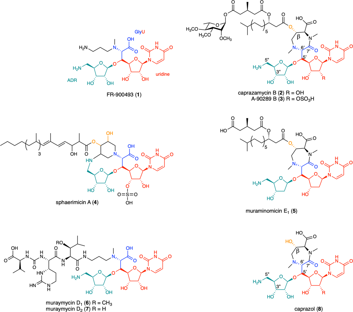 β-Hydroxylation of α-amino-β-hydroxylbutanoyl-glycyluridine catalyzed by a nonheme hydroxylase ensures the maturation of caprazamycin | Communications Chemistry hydroxylation-of-amino-hydroxylbutanoyl-glycyluridine-catalyzed-by-a-nonheme-hydroxylase-ensures-the-maturation-of-caprazamycin-communications-chemistry