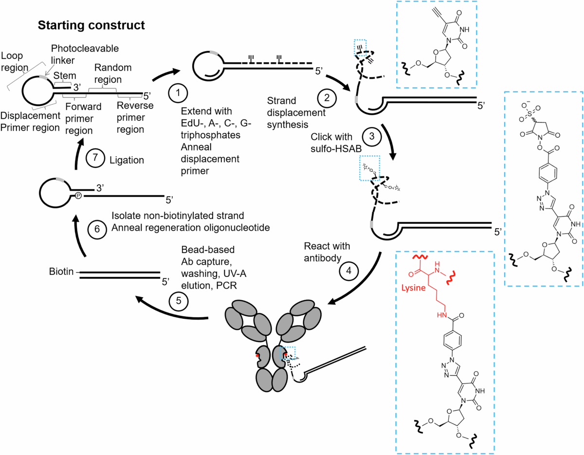 Selection of antibody-binding covalent aptamers | Communications Chemistry