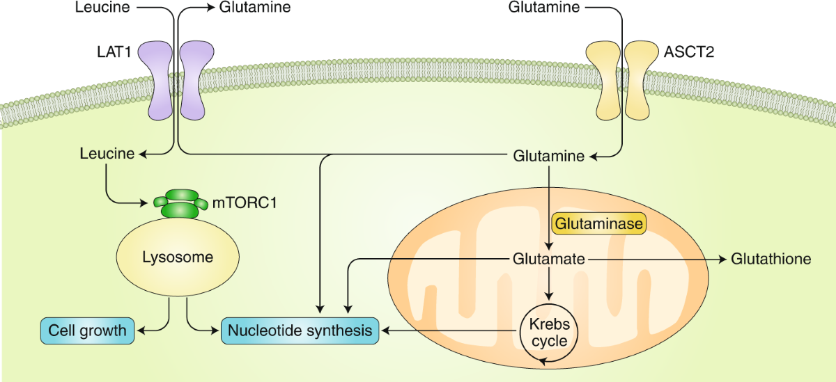 glutathione saline price how much does glutathione drip cost Glutathione IV Drip: Cost, Benefits,  Procedure & Side Effects