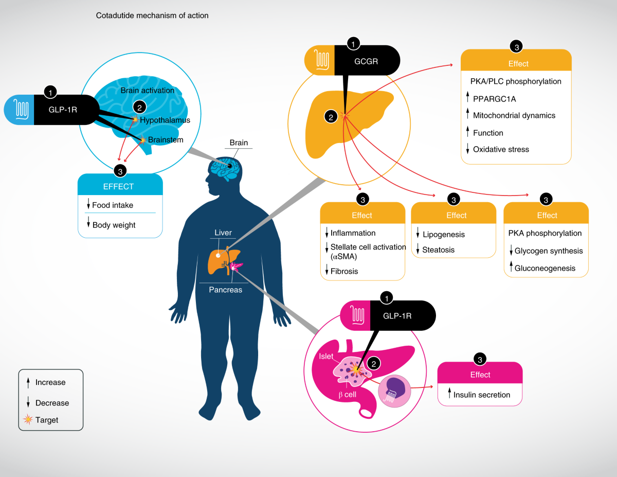 calcimedica inc glp-1 receptor agonist weight management diabetes treatments The GLP-1 Agonists and Obesity: How Diabetes Drugs are Changing Non-Diabetic  Lives — tl;dr pharmacy