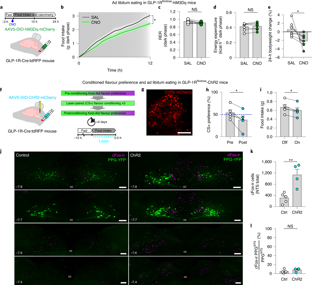 central and peripheral glp 1 systems independently suppress eating Central and peripheral GLP-1 systems independently suppress eating