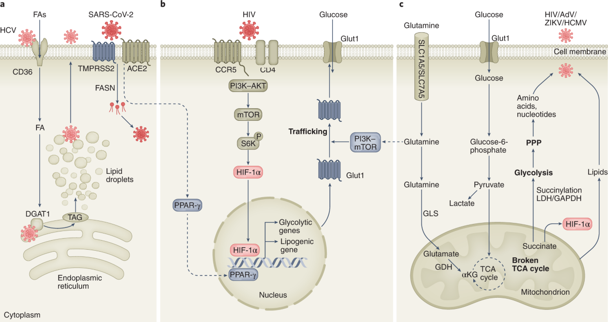 Innate metabolic responses against viral infections