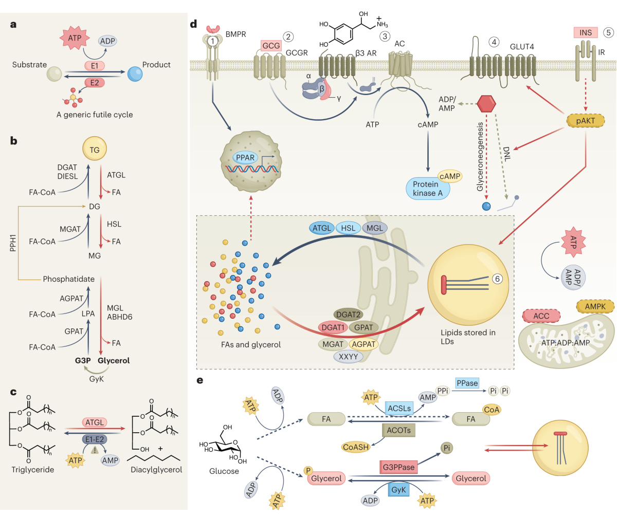 Futile lipid cycling: from biochemistry to physiology | Nature 