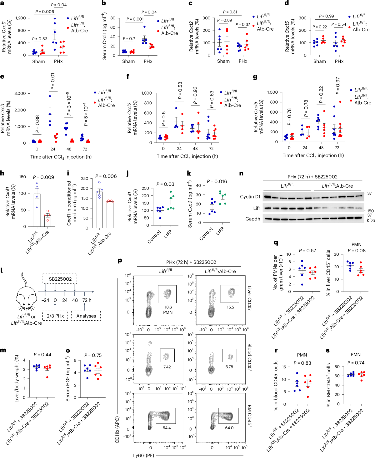 LIFR regulates cholesterol-driven bidirectional hepatocyte–neutrophil  cross-talk to promote liver regeneration | Nature Metabolism