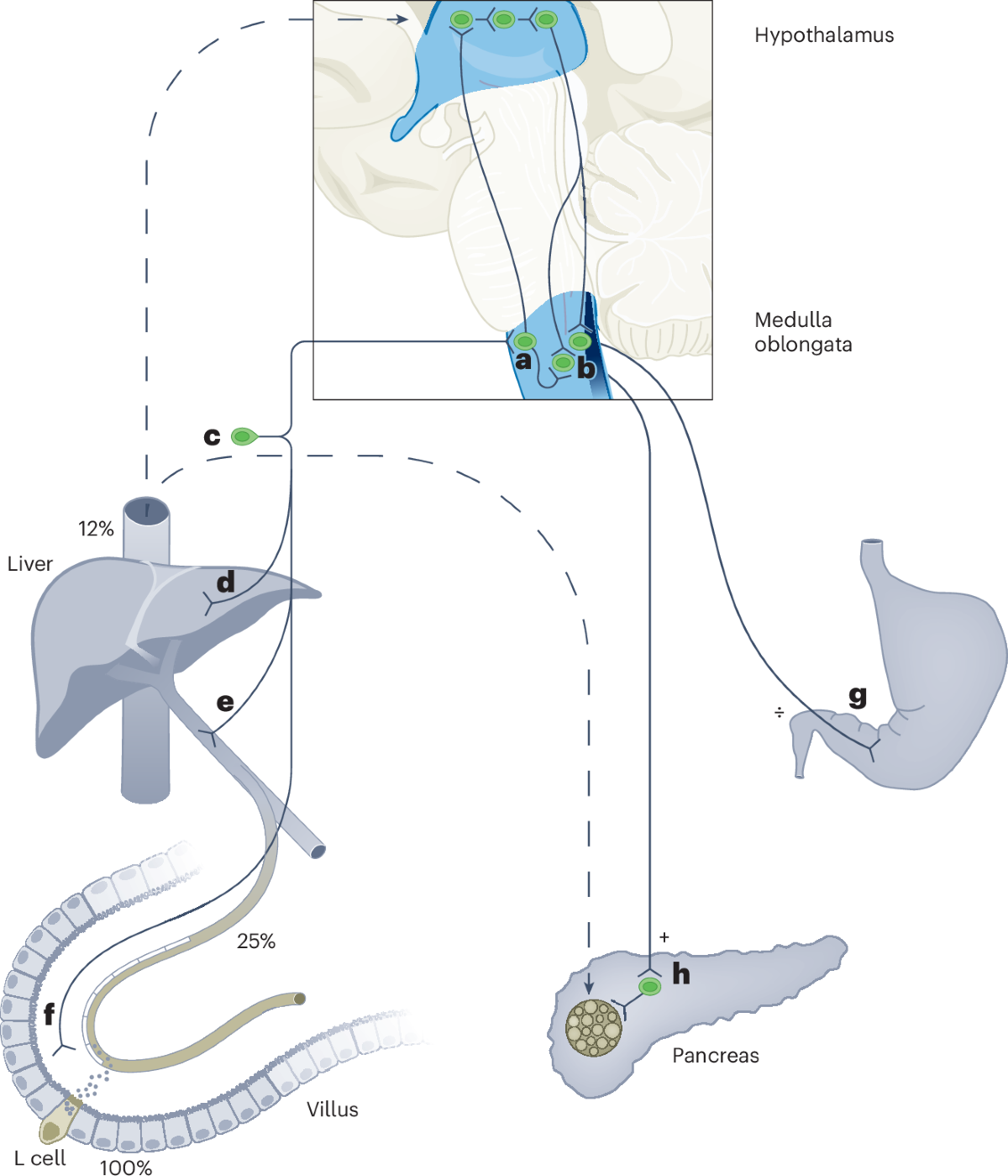 glp 1 in nature GLP-1 physiology in obesity and development of incretin-based drugs for  chronic weight management