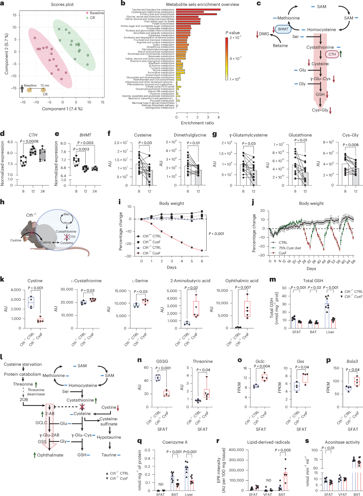Cysteine depletion triggers adipose tissue thermogenesis and weight loss
