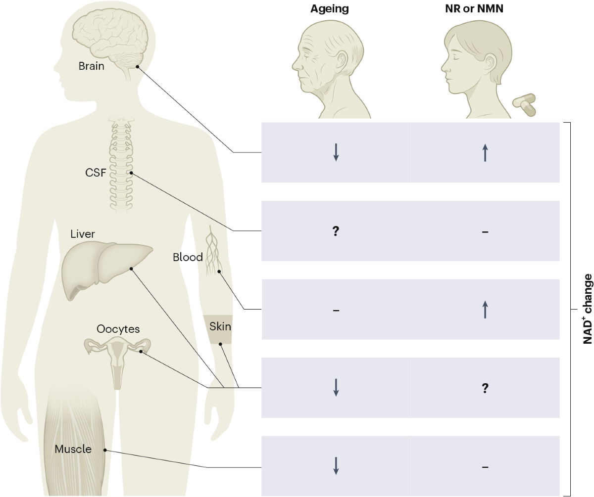 NAD+ precursor supplementation in human ageing: clinical evidence and challenges