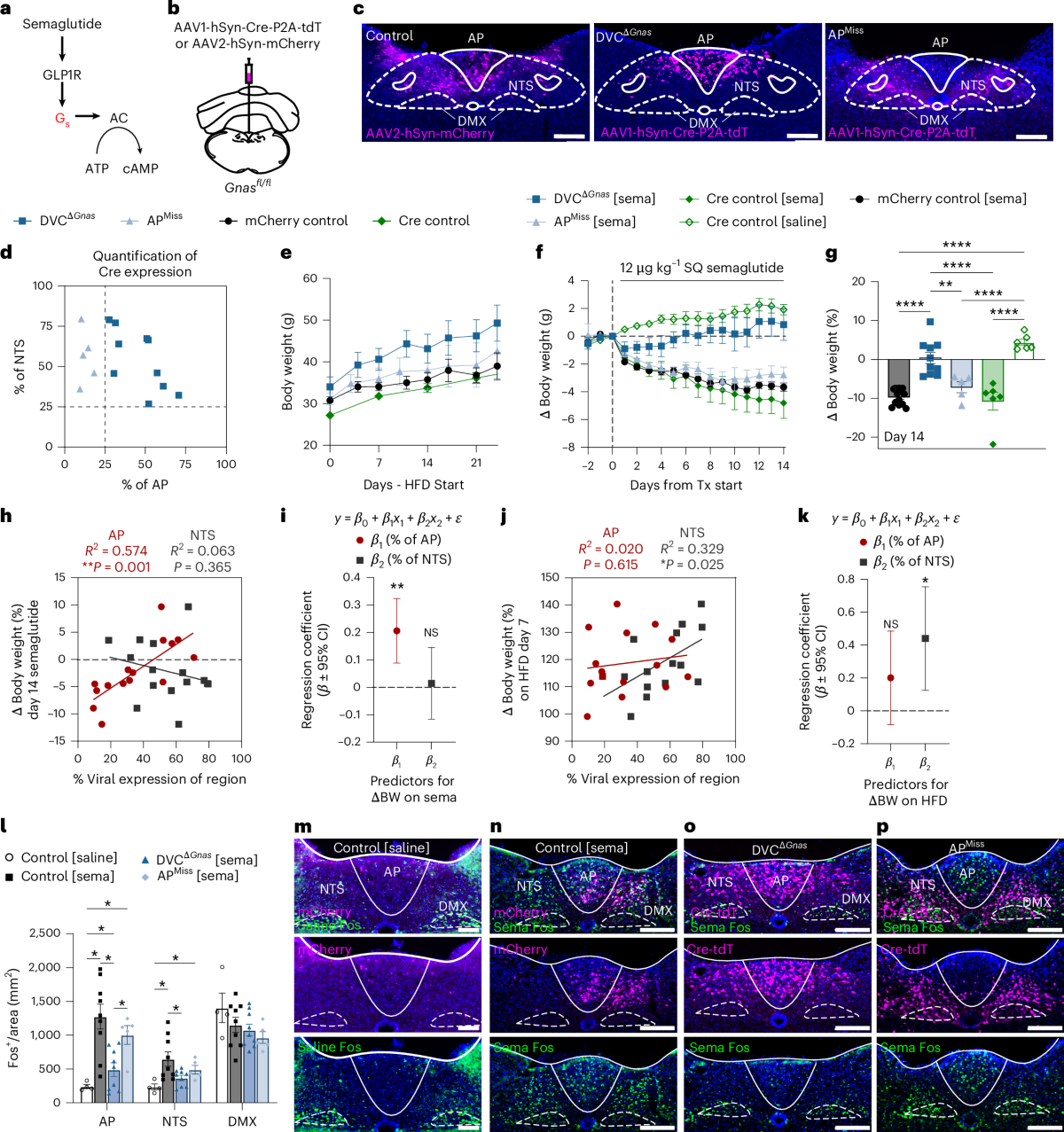 triggered brand semaglutide Semaglutide drives weight loss through cAMP-dependent mechanisms in  GLP1R-expressing hindbrain neurons