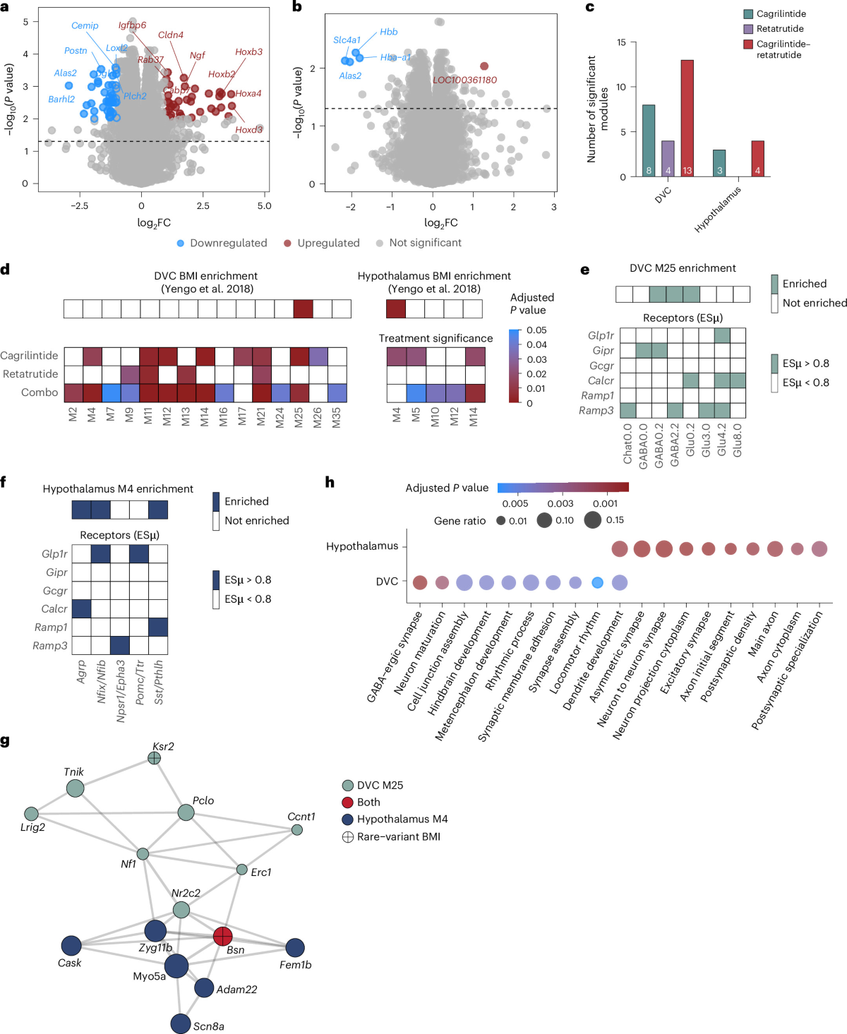 cagrilintide mixed with retatrutide and combination therapy enhances weight loss and metabolic outcomes in obese male rats Buc-ee's