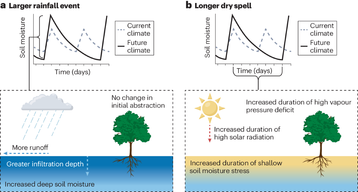 Plant responses to changing rainfall frequency and intensity 