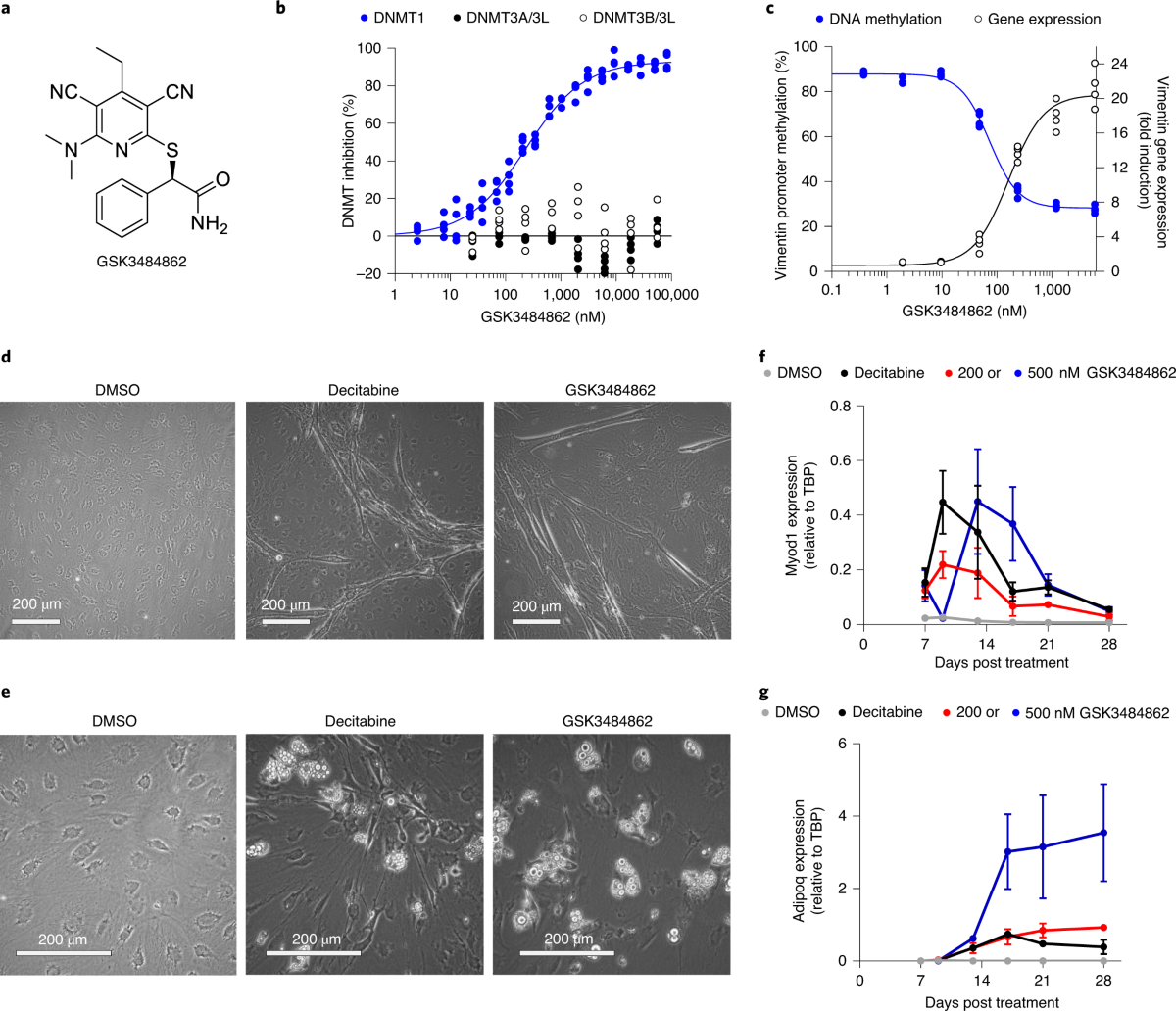 Discovery of a first-in-class reversible DNMT1-selective inhibitor with  improved tolerability and efficacy in acute myeloid leukemia | Nature Cancer