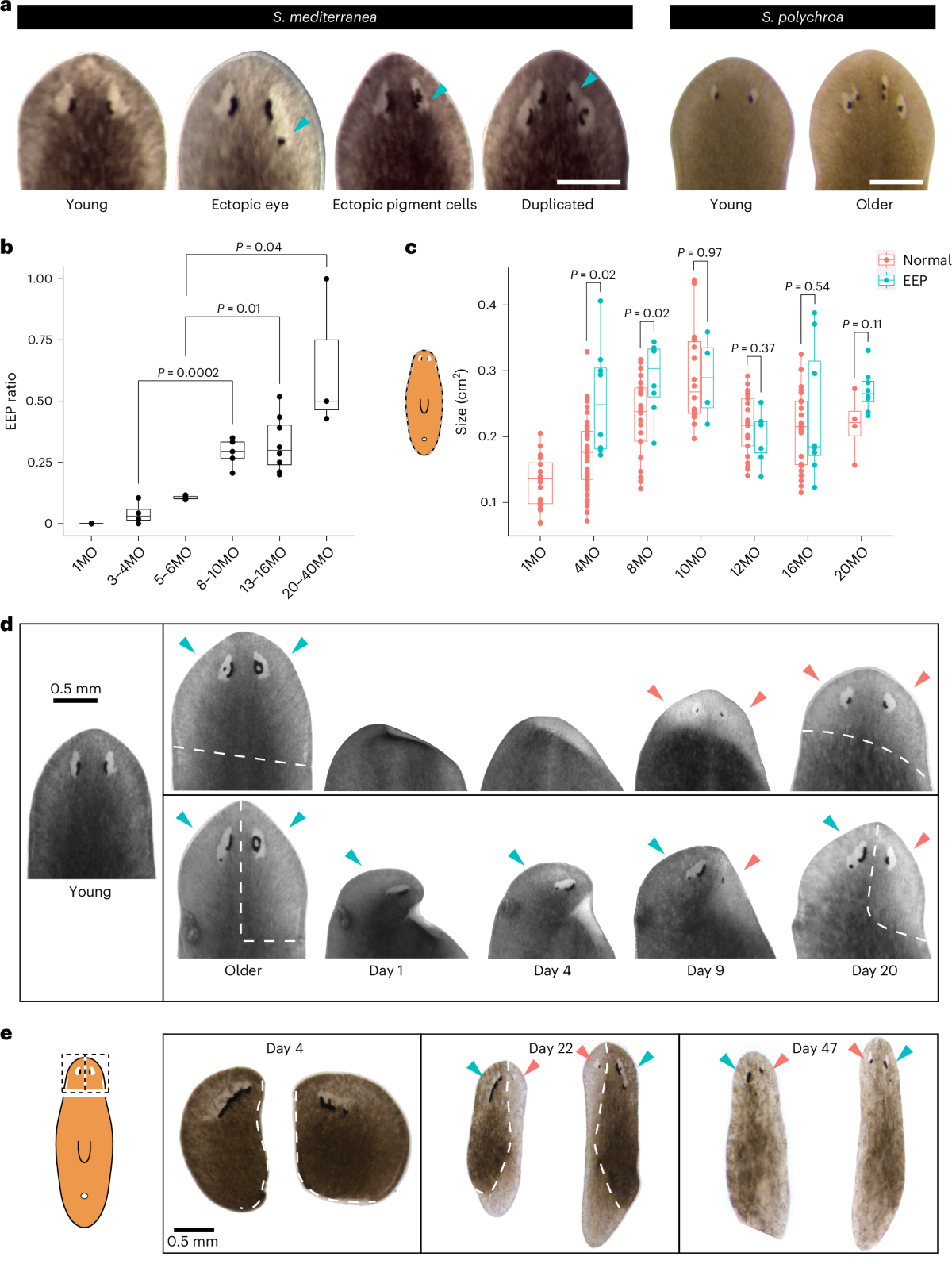 Lee tae im fakenude The Role of microRNA in Spermatogenesis: Is There a Place for Fertility  Preservation Innovation?