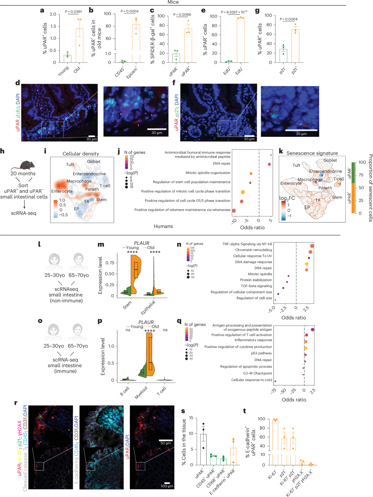 Anti-uPAR CAR T cells reverse and prevent aging-associated defects in  intestinal regeneration and fitness | Nature Aging