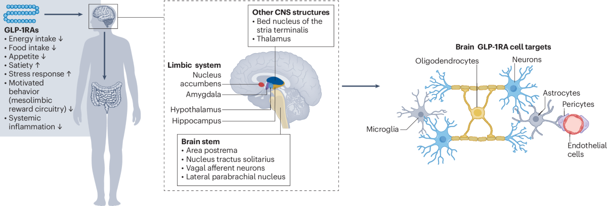 glp 1 neurodegenerative disease Repurposing glucagon-like peptide-1 receptor agonists for the treatment of neurodegenerative disorders glp 1 neurodegenerative disease Repurposing glucagon-like peptide-1 receptor agonists for the treatment of neurodegenerative disorders