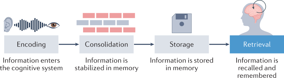 The double-edged sword of memory retrieval | Nature Reviews Psychology