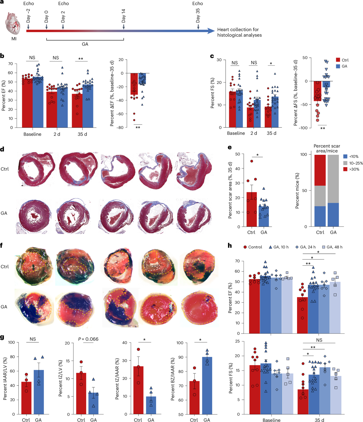 repurposing-of-glatiramer-acetate-to-treat-cardiac-ischemia-in-rodent-models-nature-cardiovascular-research