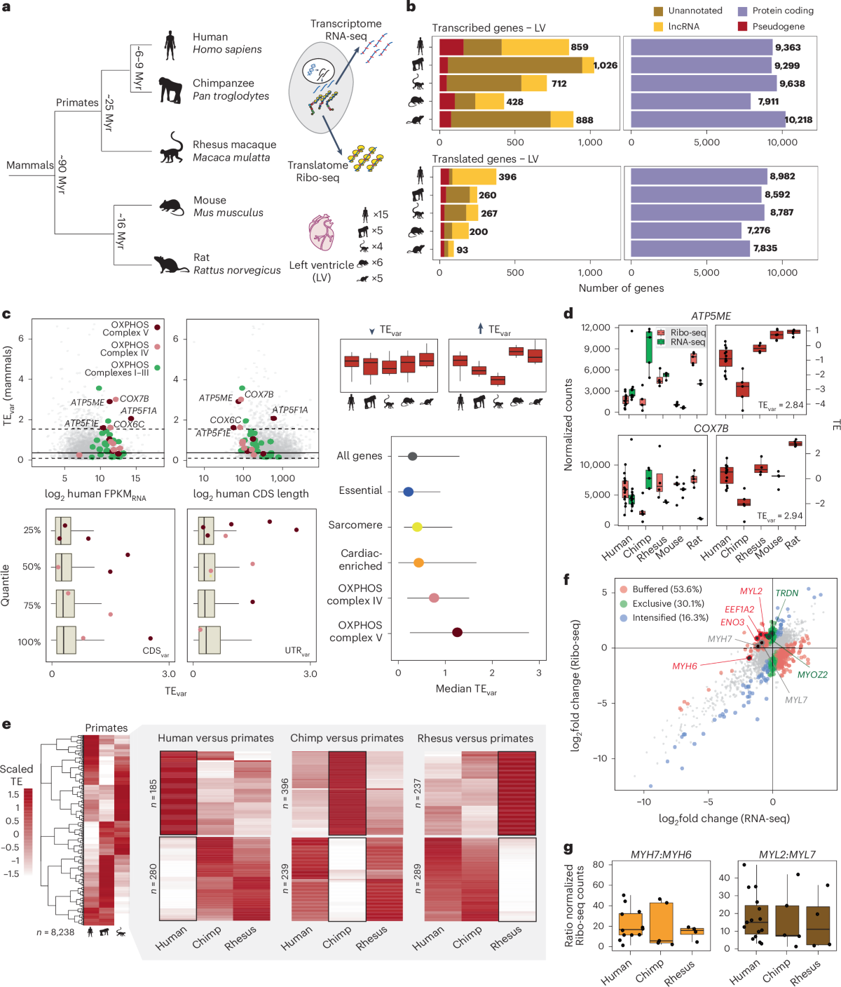 Evolution of translational control and the emergence of genes and open  reading frames in human and non-human primate hearts | Nature  Cardiovascular Research