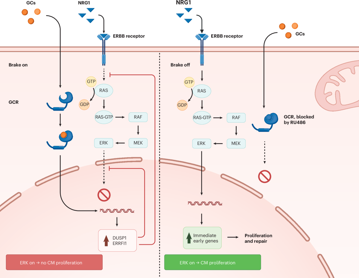 ghk-cu mechanism of action receptor downregulation tolerance A glucocorticoid brake that unlocks cardiac regeneration via glucocorticoid antagonization Reconstitute 50mg Ghk |