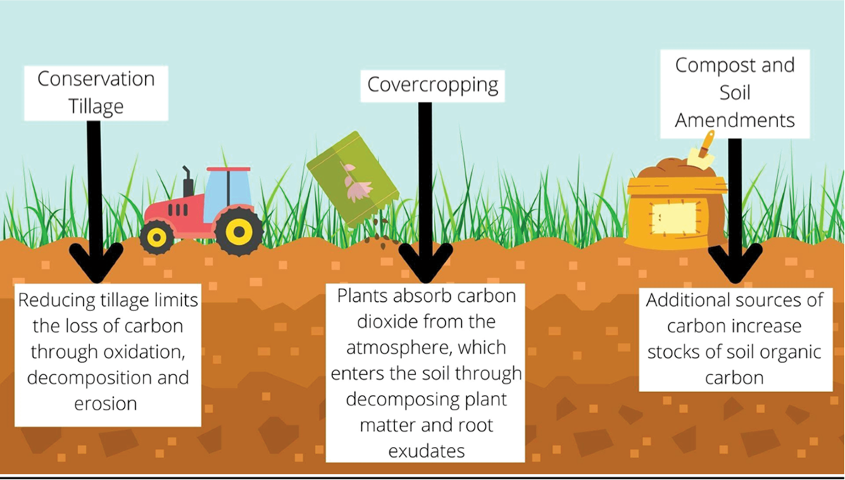 Importance of Carbon Sequestration in Agriculture