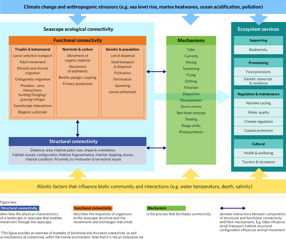 Seascape connectivity: evidence, knowledge gaps and implications for  temperate coastal ecosystem restoration practice and policy | npj Ocean  Sustainability