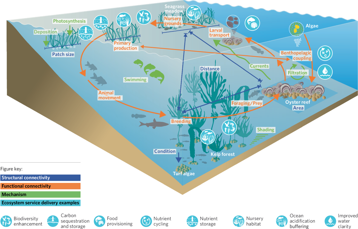 Seascape connectivity: evidence, knowledge gaps and implications for  temperate coastal ecosystem restoration practice and policy | npj Ocean  Sustainability