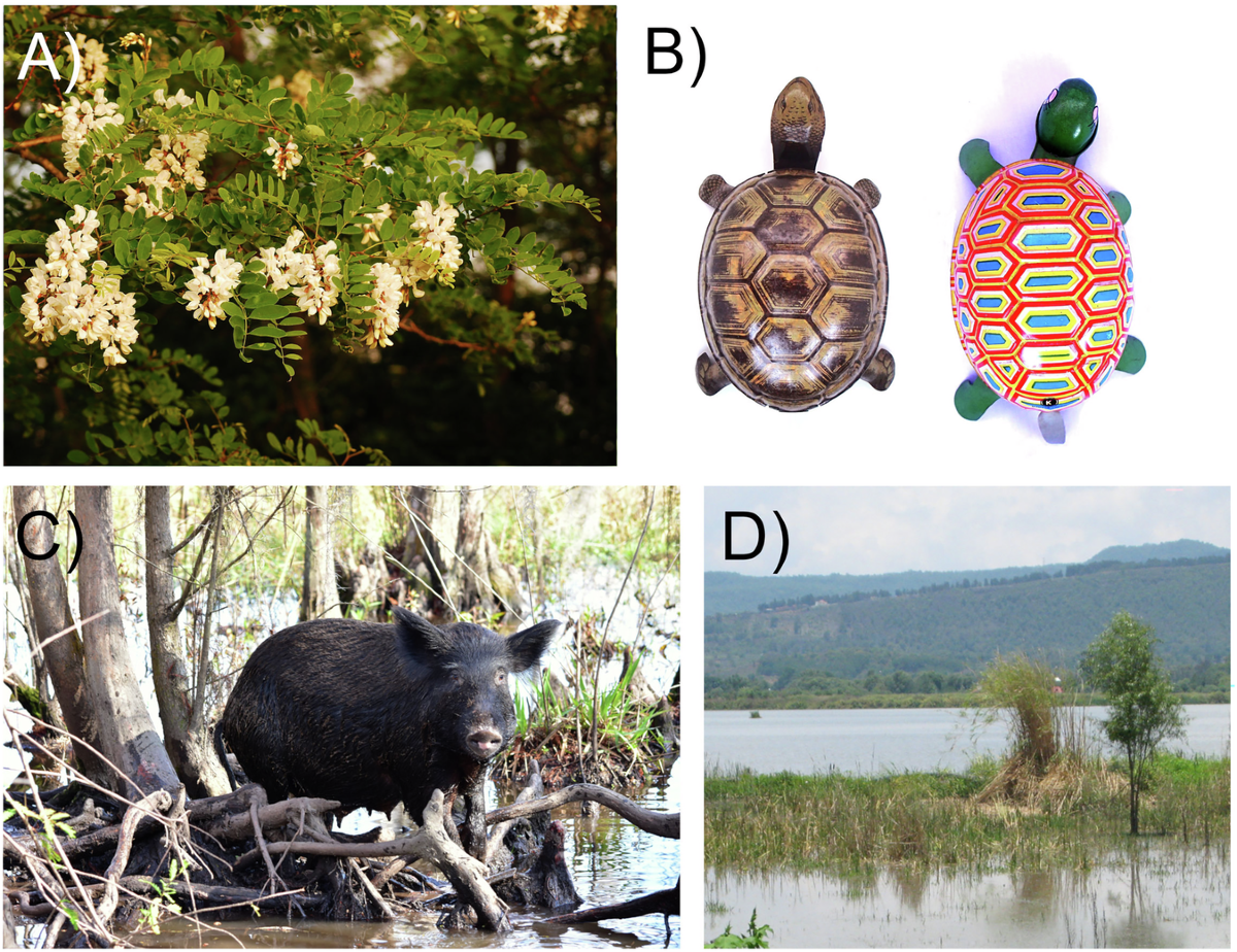 Cultural integration of invasive species | npj Biodiversity, image size:1200x924