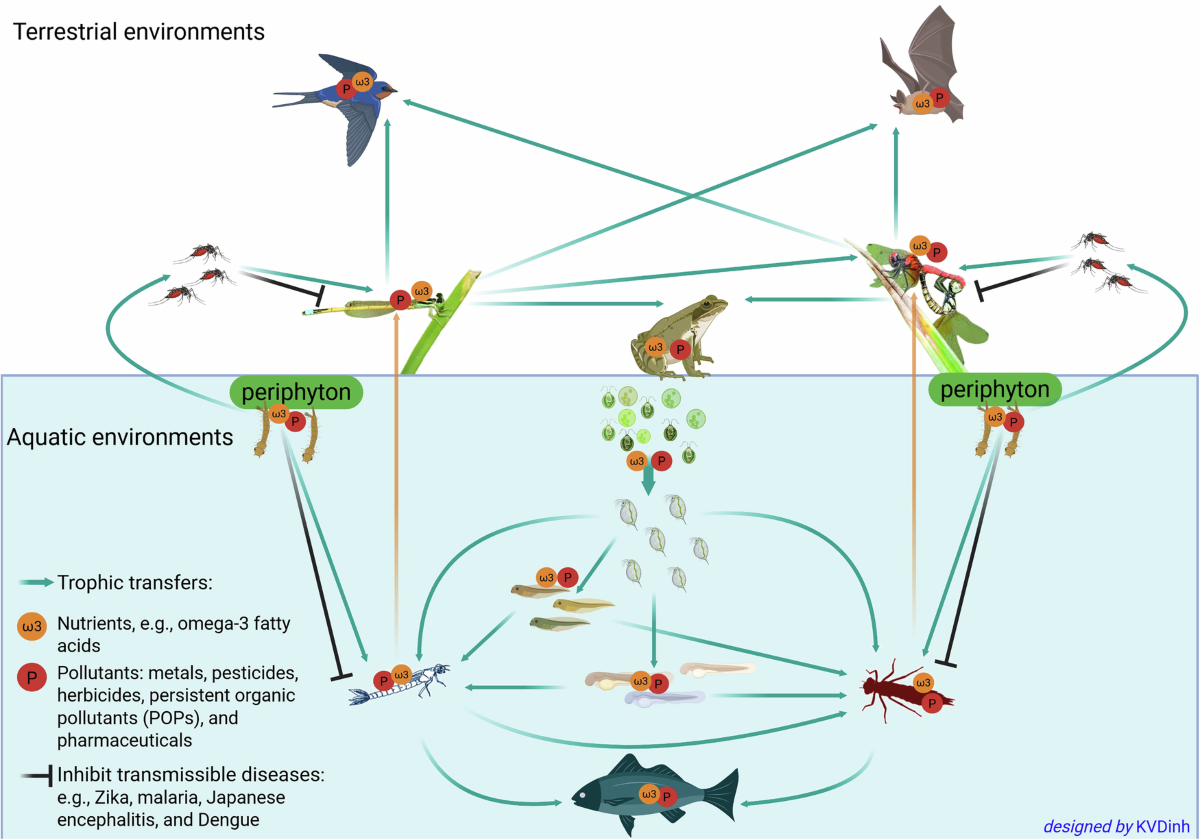 Vietnamese Odonata: bridging global biodiversity, ecological, and conservation gaps in a changing world