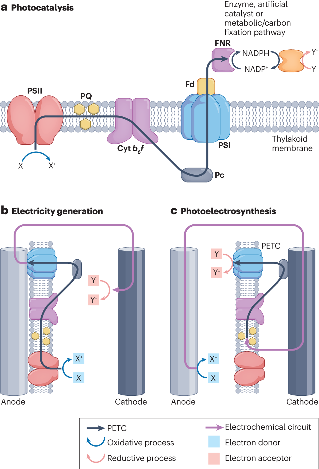 Rewiring photosynthetic electron transport chains for solar energy  conversion | Nature Reviews Bioengineering