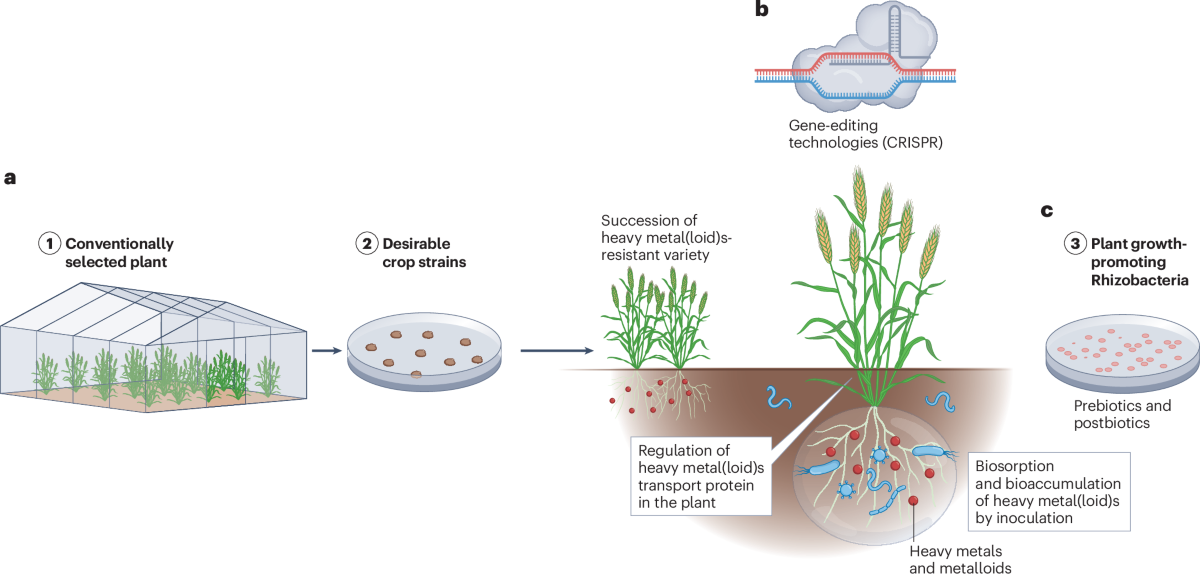 How to Neutralize Heavy Metals: Effective Detox Strategies Revealed
