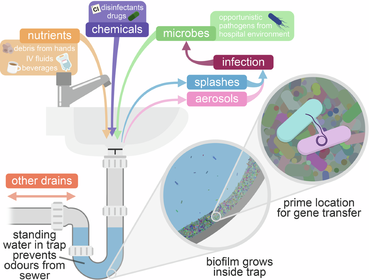 The hospital sink drain microbiome as a melting pot for AMR transmission to  nosocomial pathogens | npj Antimicrobials and Resistance