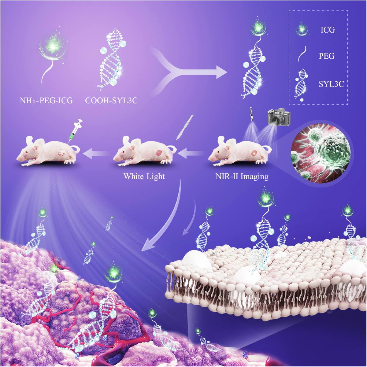 whitelight glutathione supplement review Aptamer-based NIR II imaging for breast cancer surgical resection