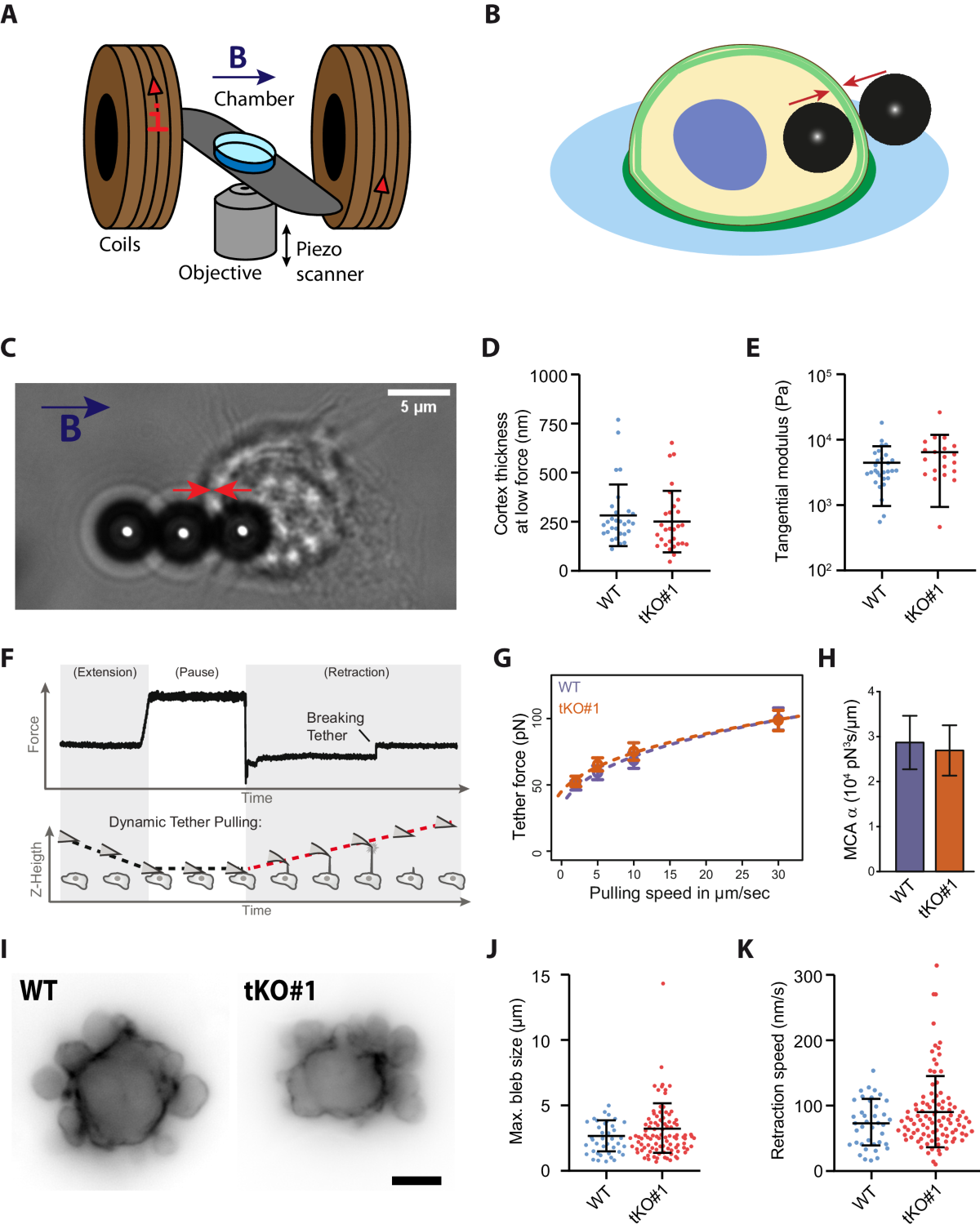 Ezrin, radixin, and moesin are dispensable for macrophage migration and  cellular cortex mechanics | The EMBO Journal | Springer Nature Link