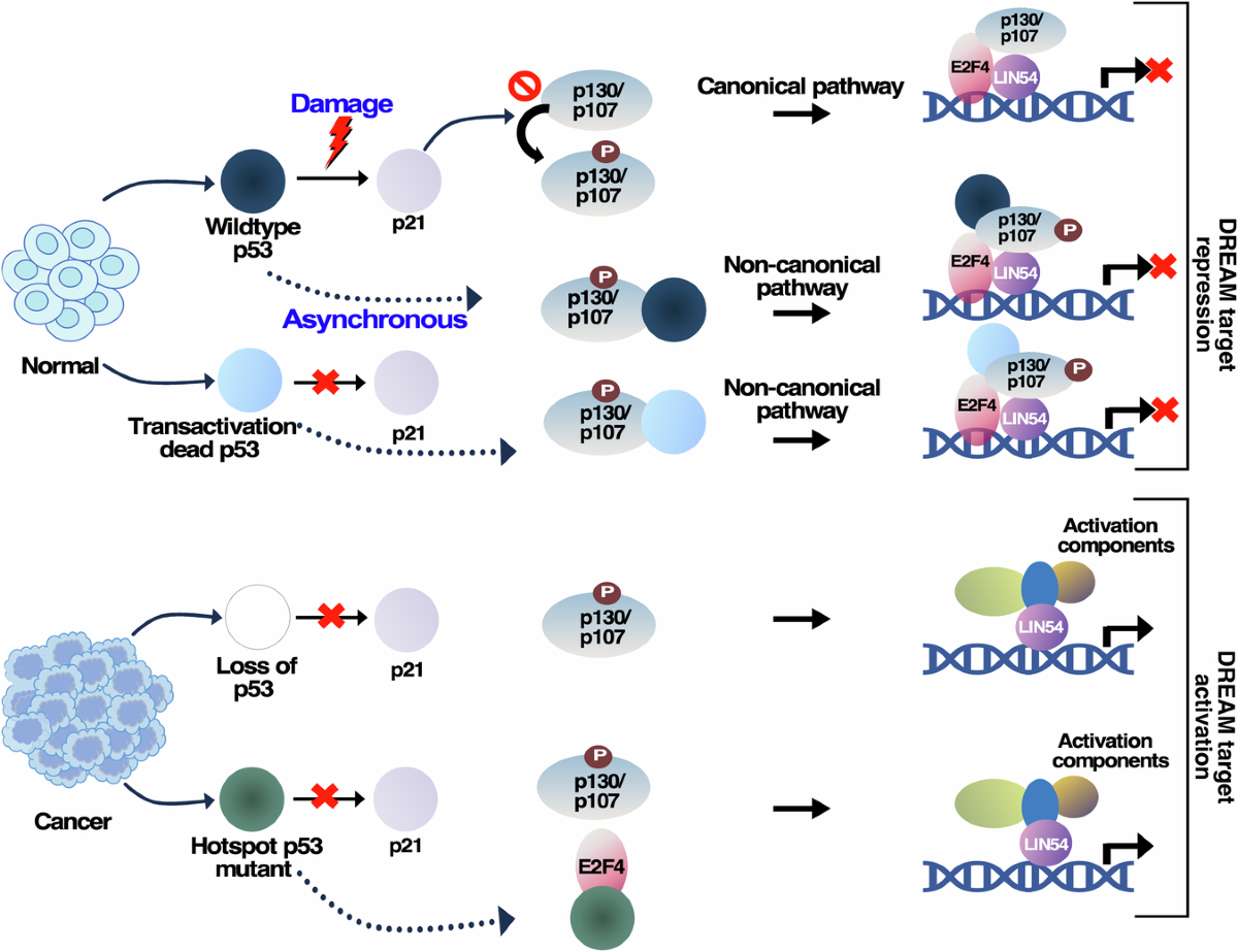 p53 regulates DREAM complex-mediated repression in a p21-independent manner  | The EMBO Journal | Springer Nature Link
