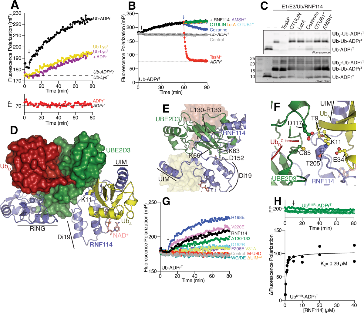 RNF114 and RNF166 exemplify reader-writer E3 ligases that extend K11  polyubiquitin onto sites of MARUbylation | The EMBO Journal | Springer  Nature Link