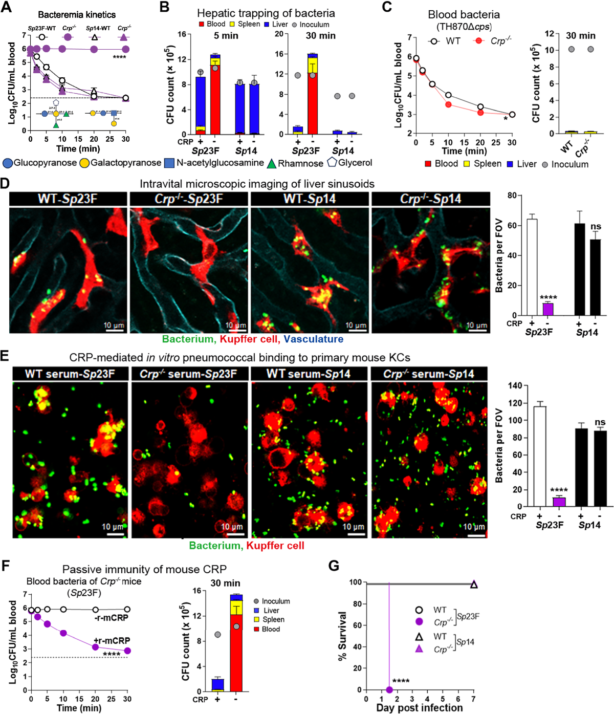 C-reactive protein is a broad-spectrum capsule-binding receptor for hepatic  capture of blood-borne bacteria | The EMBO Journal | Springer Nature Link