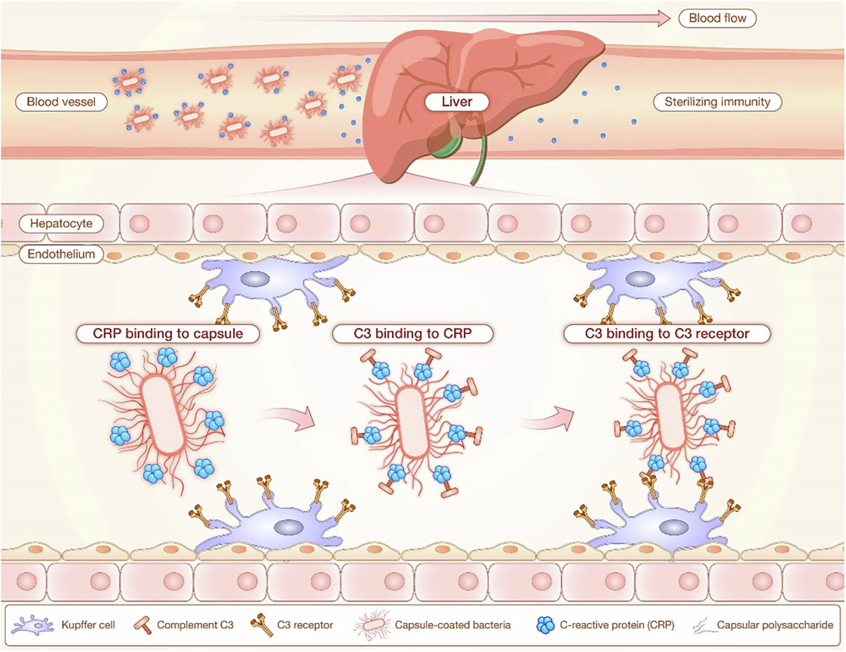 C-reactive protein is a broad-spectrum capsule-binding receptor for hepatic  capture of blood-borne bacteria | The EMBO Journal | Springer Nature Link