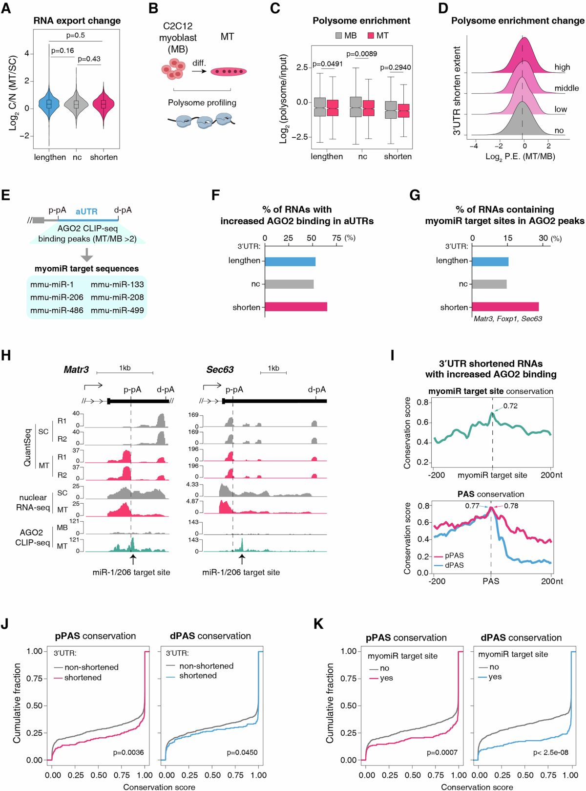 3′UTR shortening alleviates miRNA repression of mRNAs critical for muscle  stem cell differentiation | The EMBO Journal | Springer Nature Link