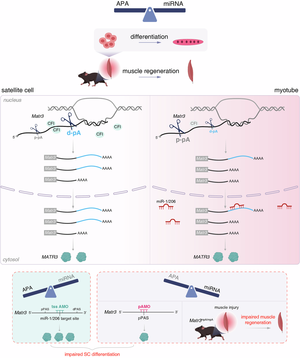 3′UTR shortening alleviates miRNA repression of mRNAs critical for muscle  stem cell differentiation | The EMBO Journal | Springer Nature Link