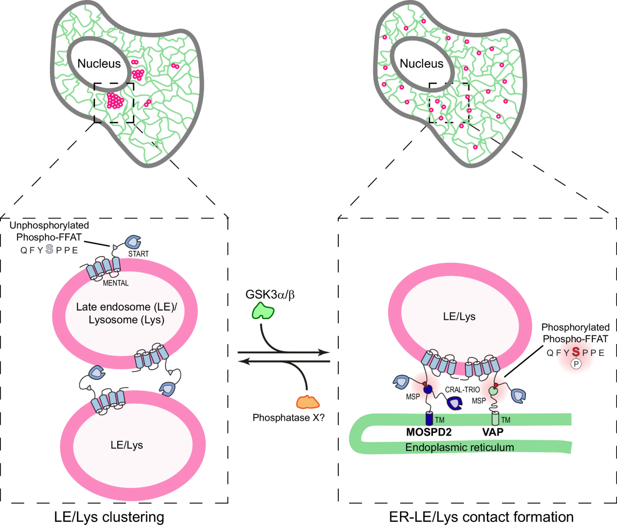 glutathione sepharose 4b beads amersham STARD3 regulates lysosome positioning and contacts via a GSK3-controlled phosphorylation switch | The EMBO Journal The cross Homemade✨PAPAYA Skin Whitening soap Weight:30ml benefit:anti-inflammatory