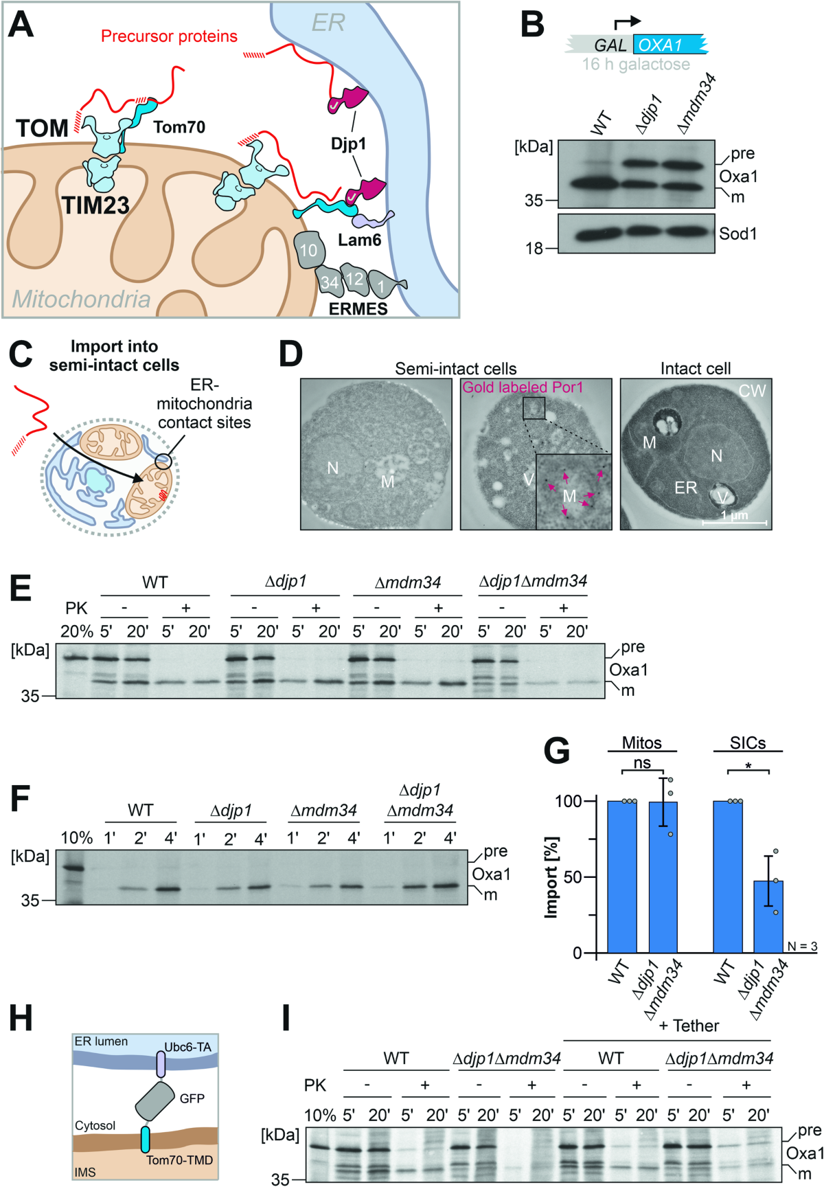 The ER-SURF pathway uses ER-mitochondria contact sites for protein  targeting to mitochondria | EMBO Reports | Springer Nature Link