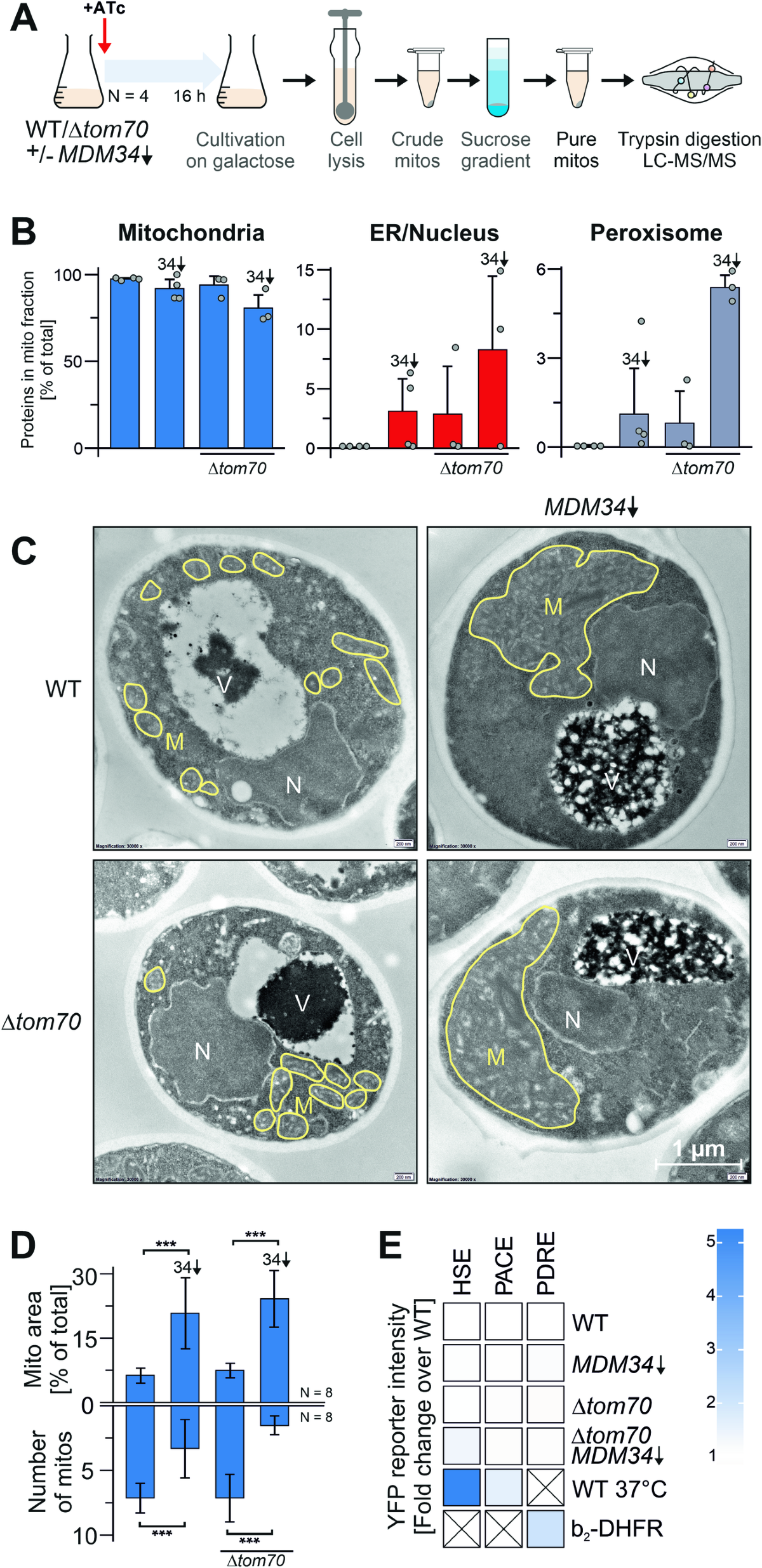 The ER-SURF pathway uses ER-mitochondria contact sites for protein  targeting to mitochondria | EMBO Reports | Springer Nature Link