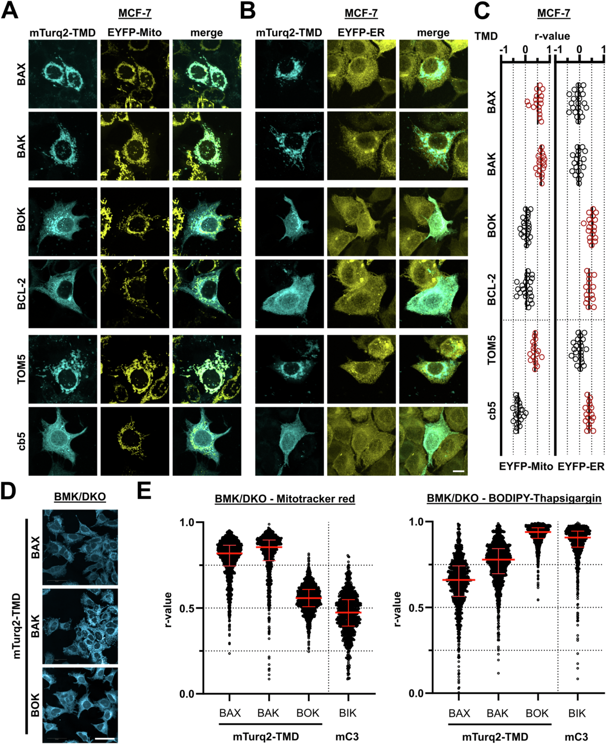 BCL-2 and BOK regulate apoptosis by interaction of their C-terminal  transmembrane domains | EMBO Reports | Springer Nature Link